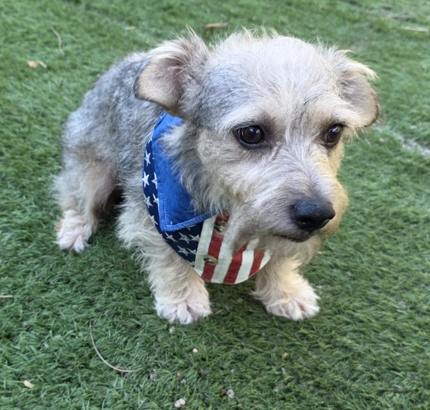 Enlarge Buffy, a Adopted mixed breed in Fallbrook, CA image 3/6