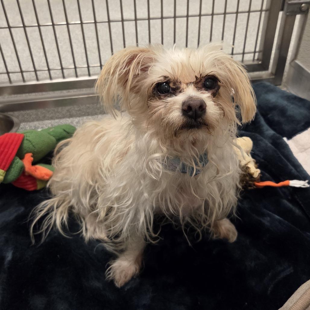 Enlarge Indigo, a Adoptable Mixed Breed in Hinsdale, IL image 1/2