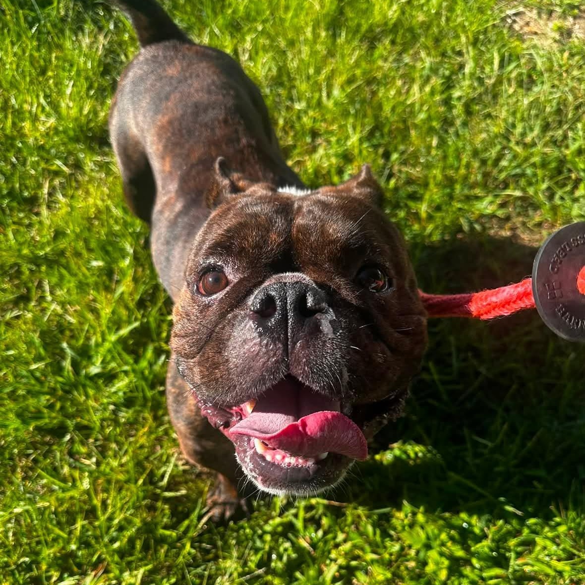 26-367 Lotto, Adopted, Adult Male American Bully.