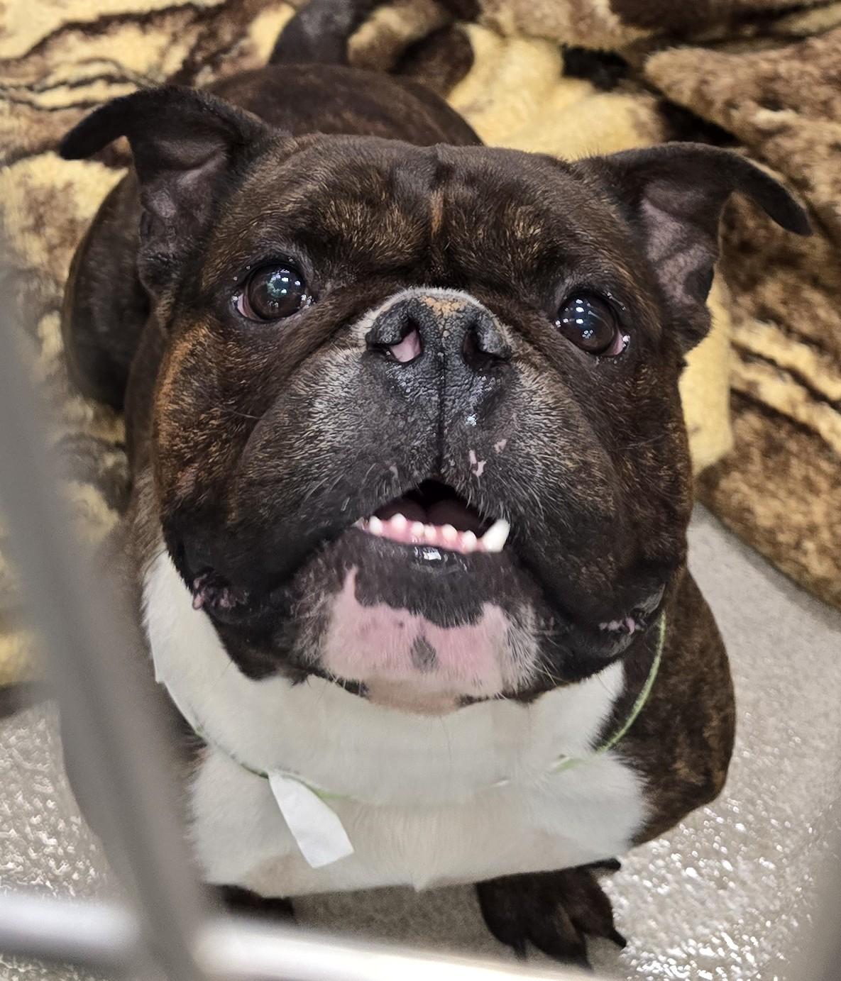 Enlarge 26-367 Lotto, a Adopted American Bully in Amityville, NY image 2/3