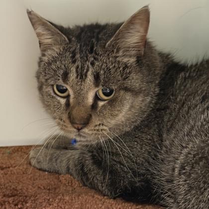 Toaster Oven , ADOPTABLE, Adult Male Domestic Short Hair.