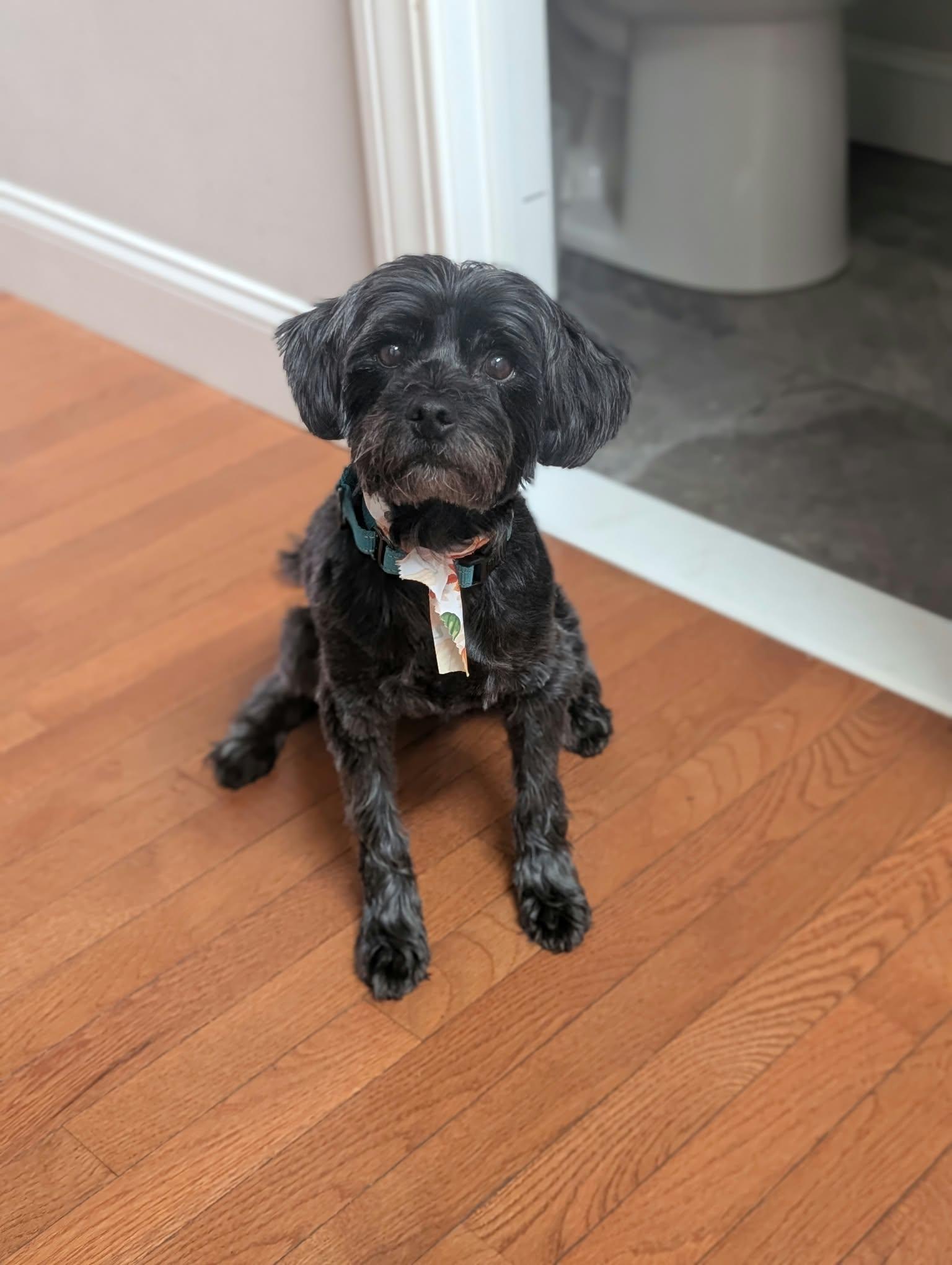 Enlarge Sonic, a Adoptable Yorkie Poo in Maybrook, NY image 3/6