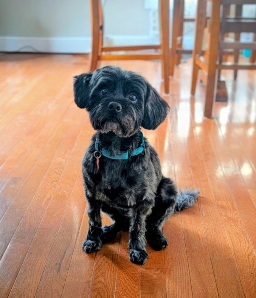 Enlarge Sonic, a Adoptable Yorkie Poo in Maybrook, NY image 1/6