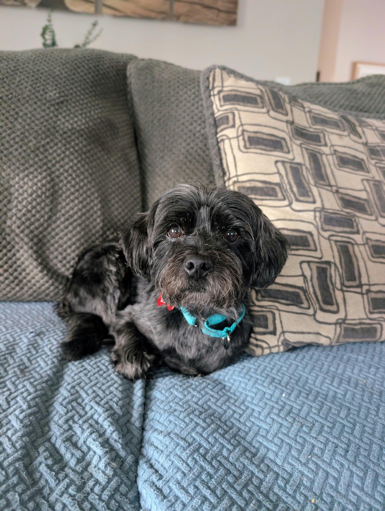 Enlarge Sonic, a Adoptable Yorkie Poo in Maybrook, NY image 5/6