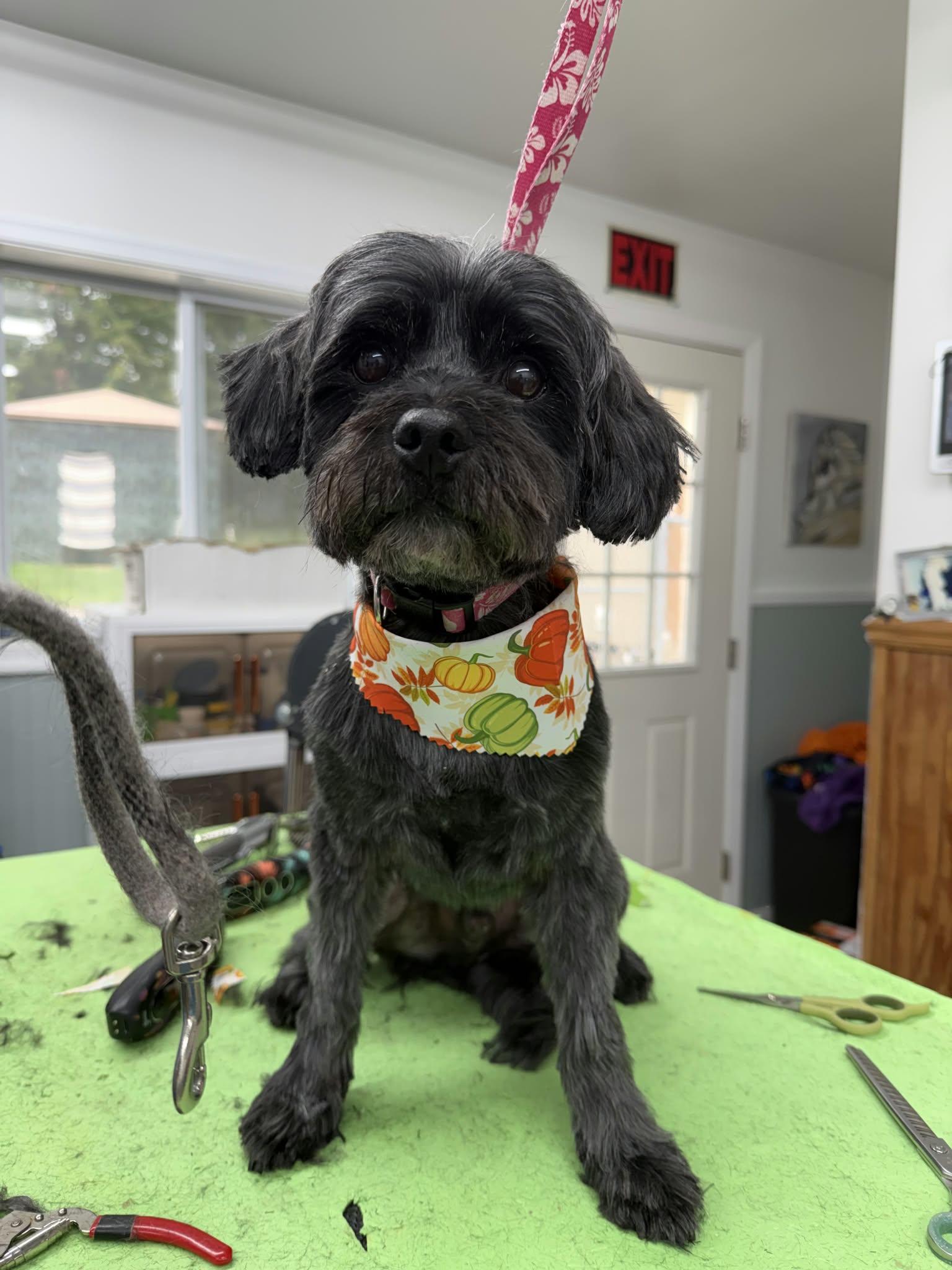 Enlarge Sonic, a Adoptable Yorkie Poo in Maybrook, NY image 6/6