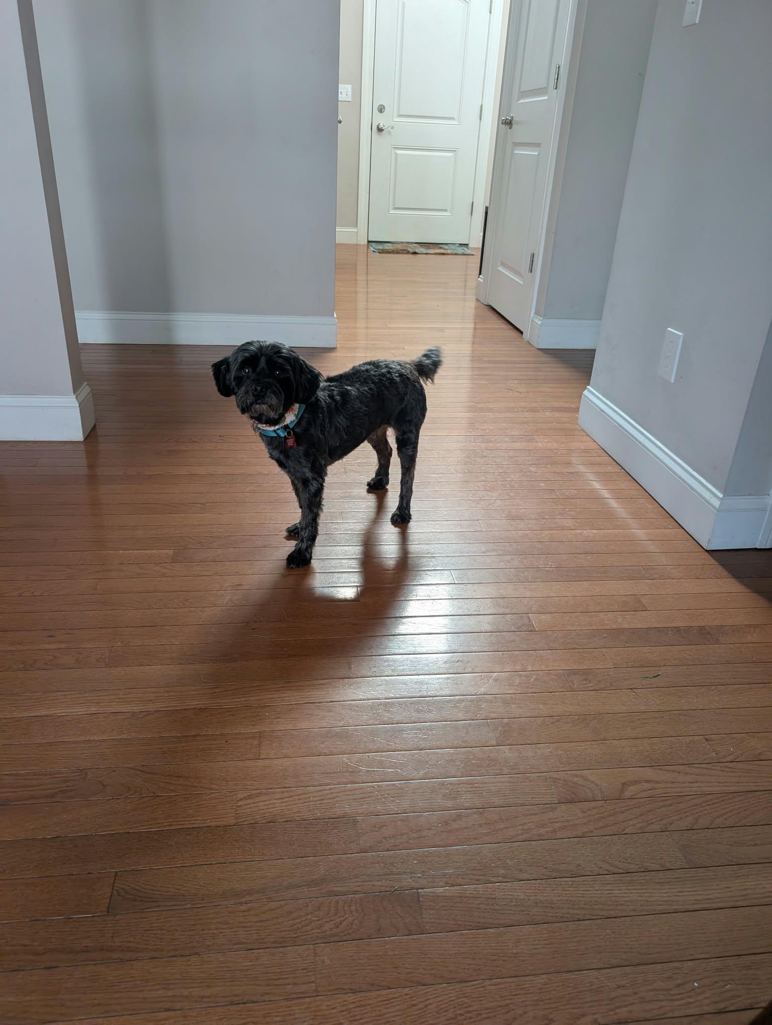 Enlarge Sonic, a Adoptable Yorkie Poo in Maybrook, NY image 2/6