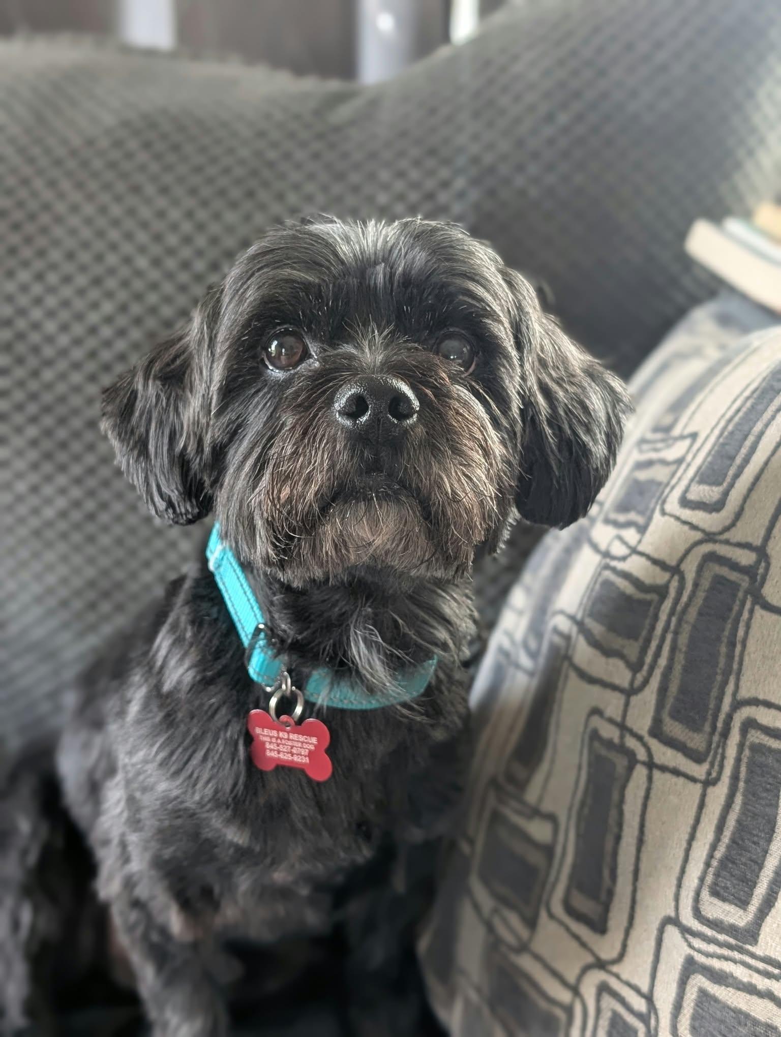 Enlarge Sonic, a Adoptable Yorkie Poo in Maybrook, NY image 4/6