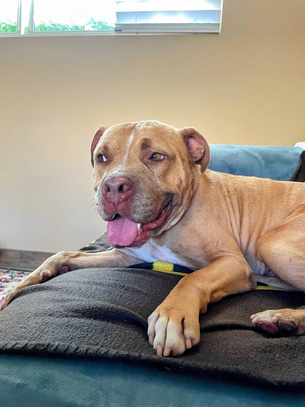 Enlarge Toast, a Adoptable mixed breed in Oceanside, CA image 1/1
