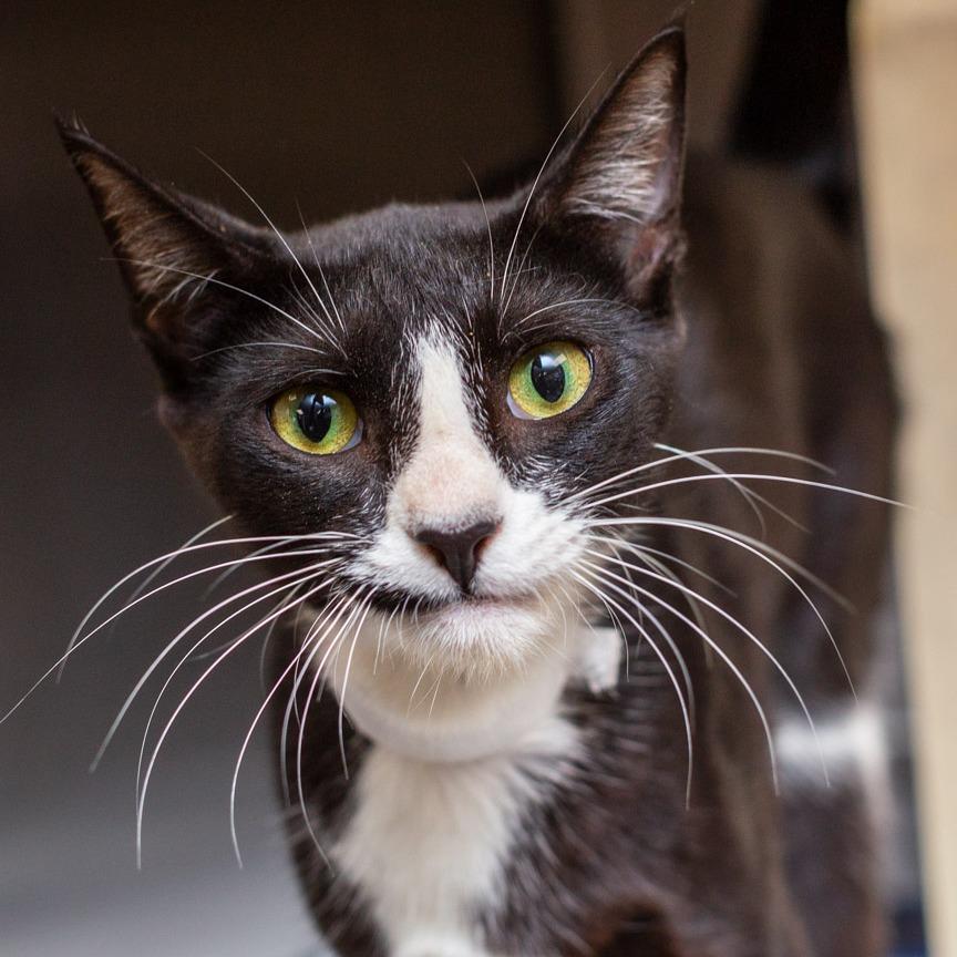 Tootsie, Adoptable, Young Female Domestic Short Hair.