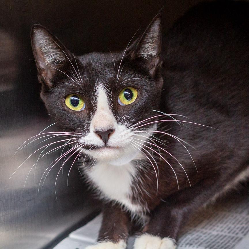 Enlarge Tootsie, a Adoptable mixed breed in Hattiesburg, MS image 2/3