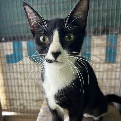 Enlarge Tootsie, a Adoptable mixed breed in Hattiesburg, MS image 3/3