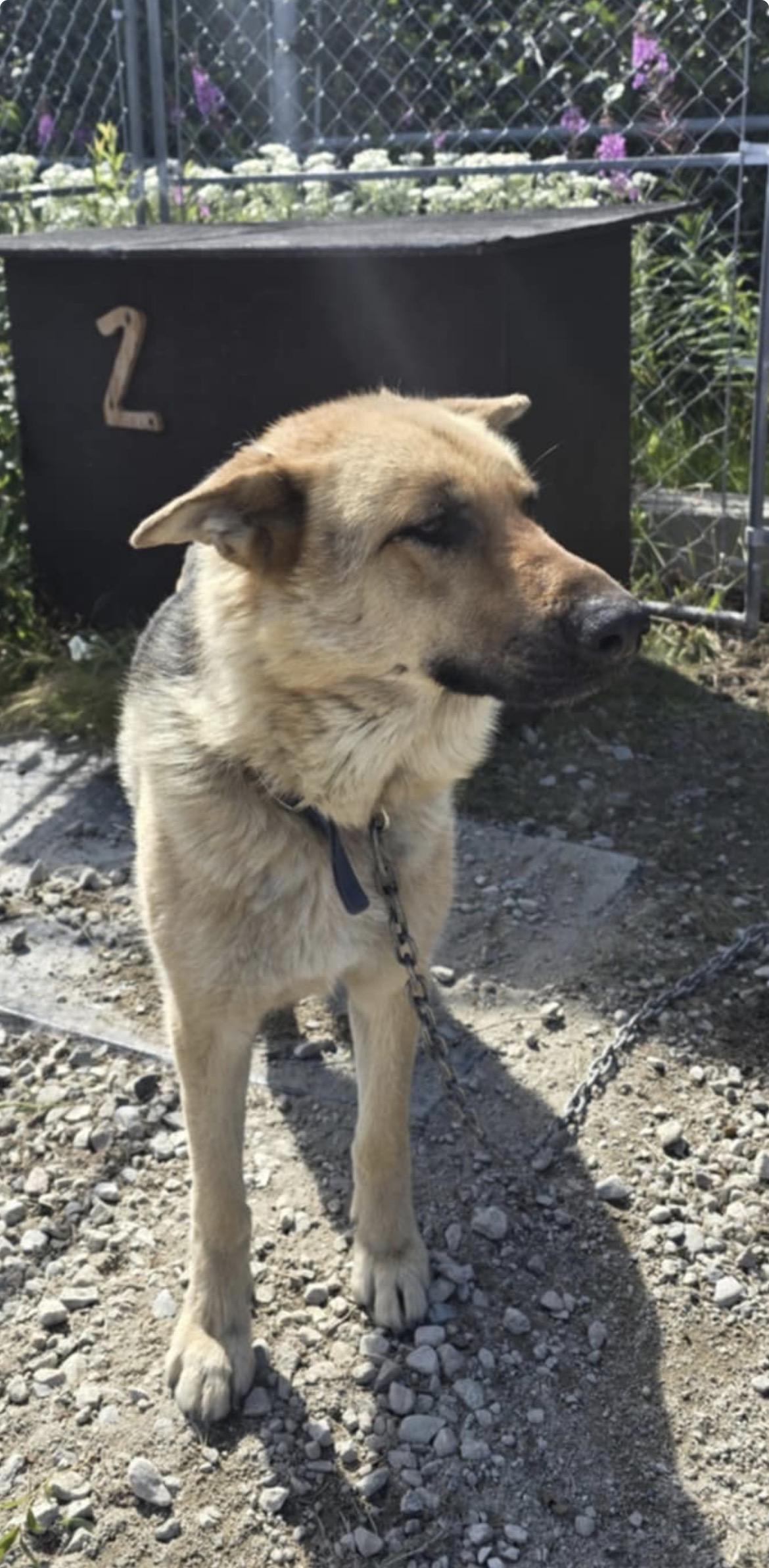JoJo, a Adoptable mixed breed in Terra Cotta, ON image 4/4