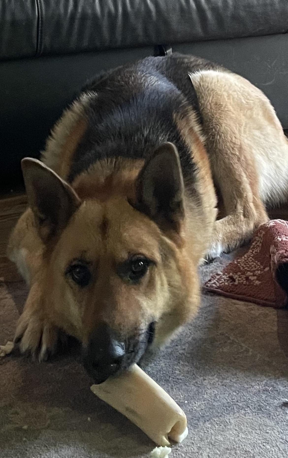 JoJo, a Adoptable mixed breed in Terra Cotta, ON image 1/4