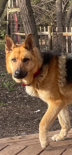 JoJo, a Adoptable mixed breed in Terra Cotta, ON image 2/4