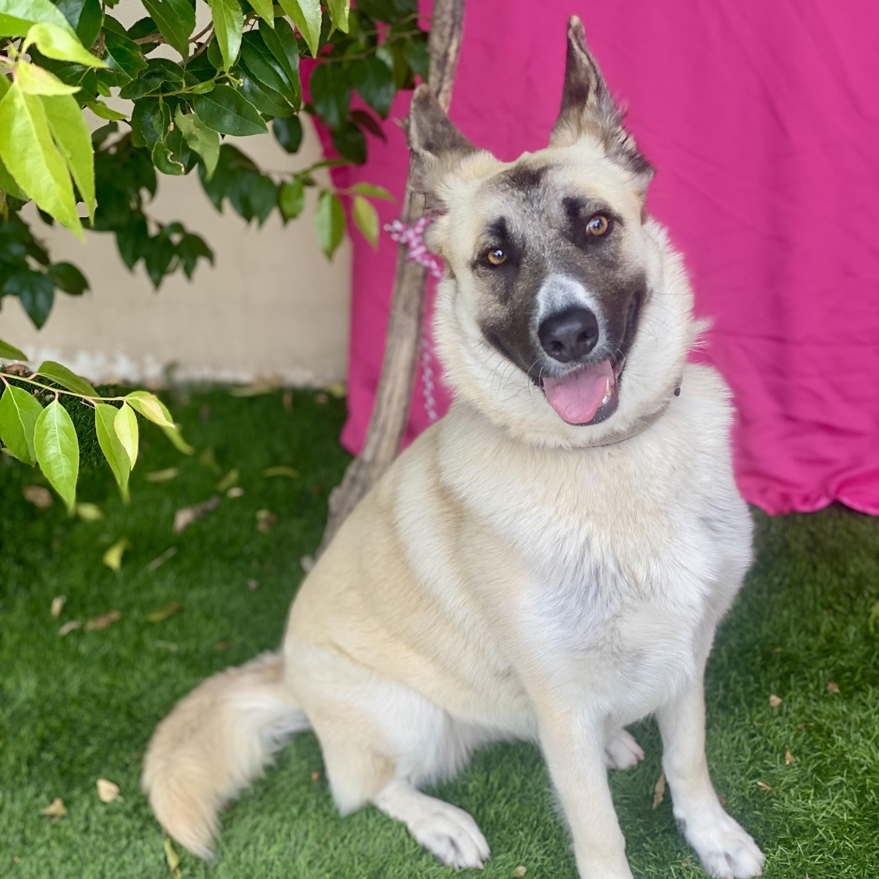 Enlarge SKYLAR, a Adoptable mixed breed in Rowland Heights, CA image 4/5