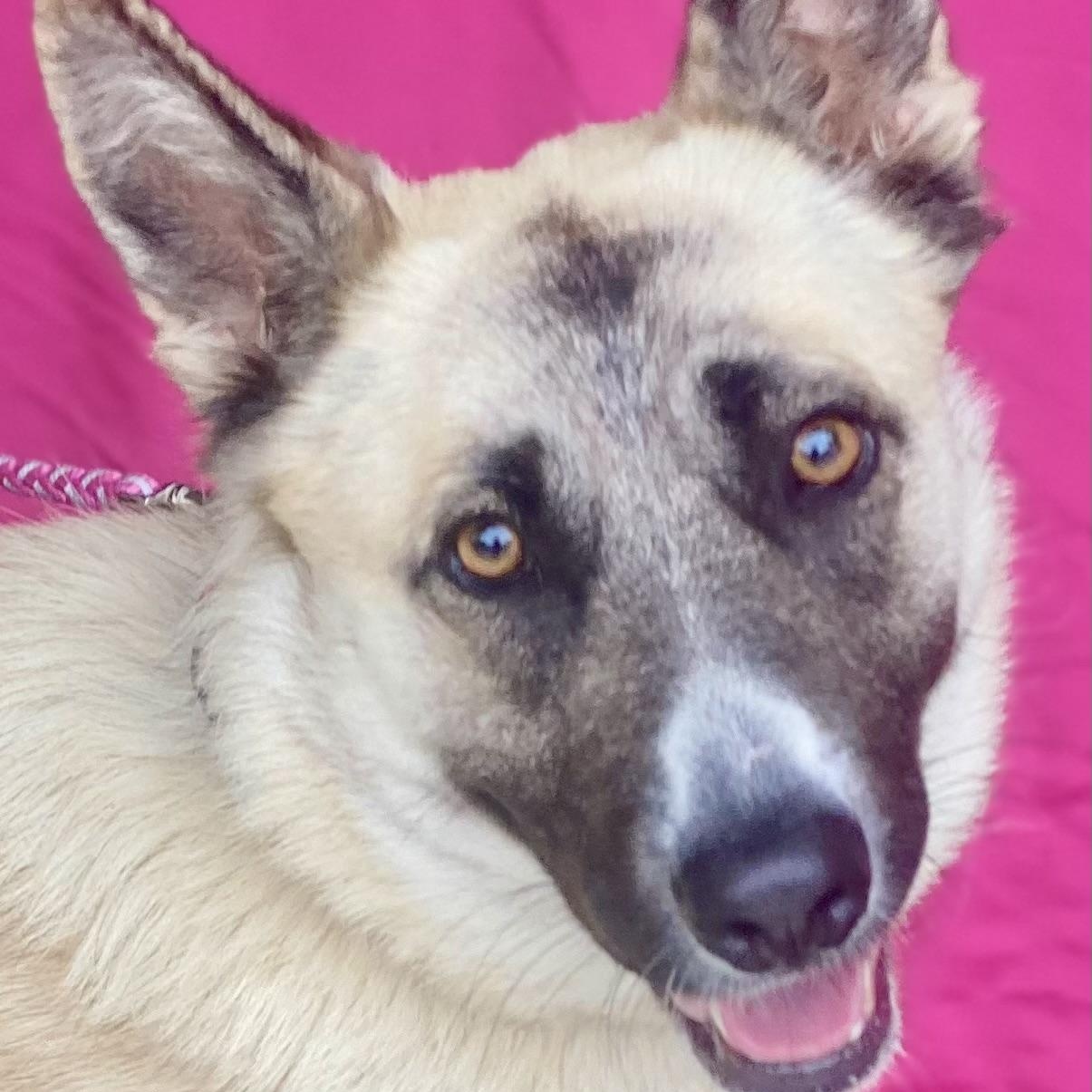 Enlarge SKYLAR, a Adoptable mixed breed in Rowland Heights, CA image 5/5