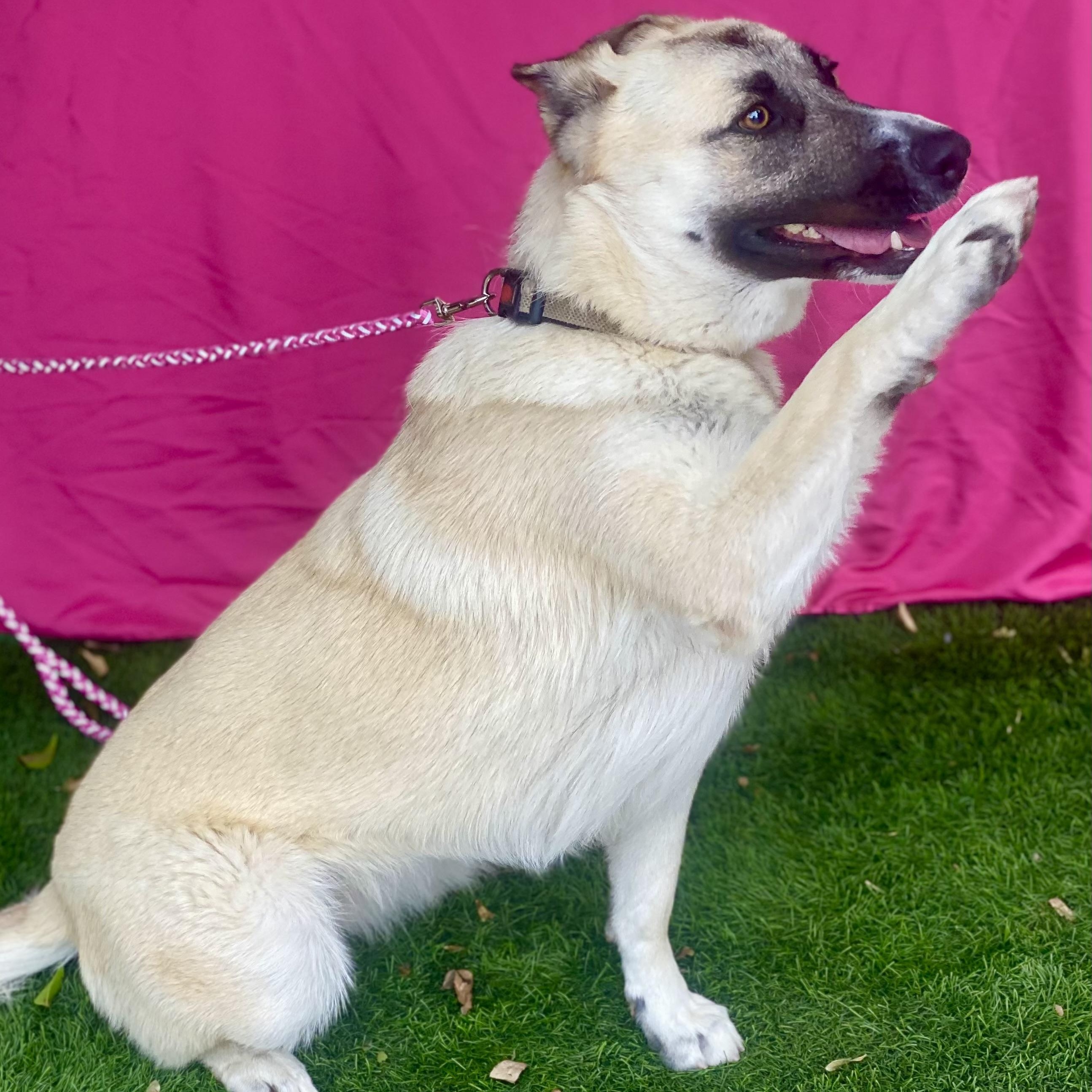 Enlarge SKYLAR, a Adoptable mixed breed in Rowland Heights, CA image 2/5