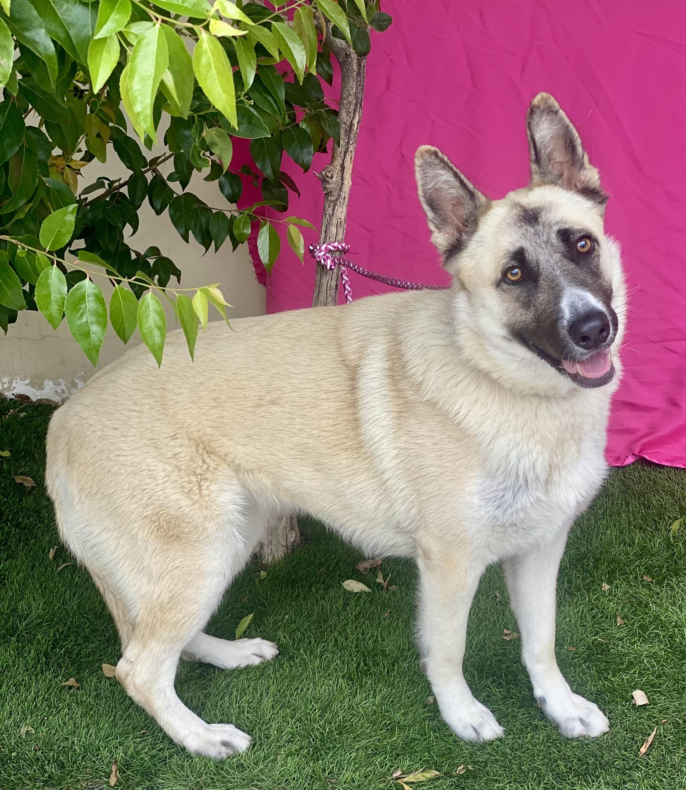 Enlarge SKYLAR, a Adoptable mixed breed in Rowland Heights, CA image 3/5