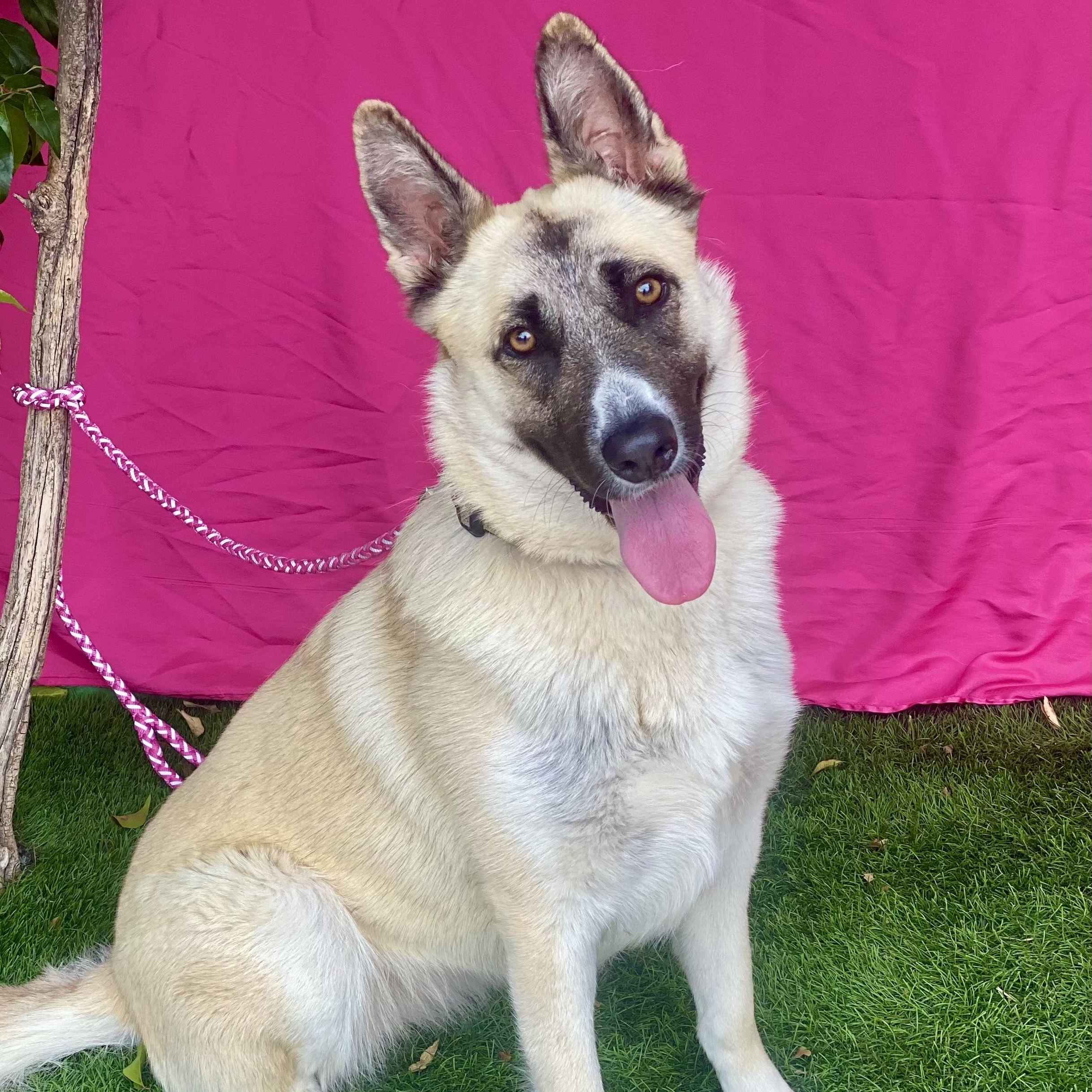 Enlarge SKYLAR, a Adoptable mixed breed in Rowland Heights, CA image 1/5