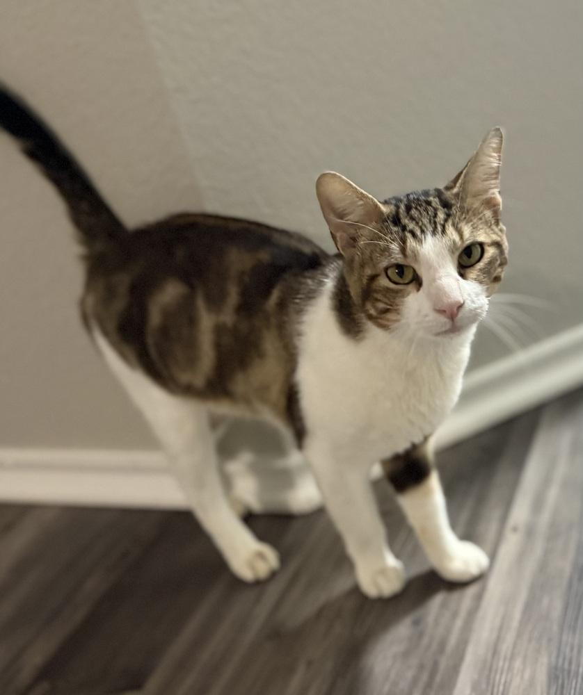 Slate — thumbnail 4