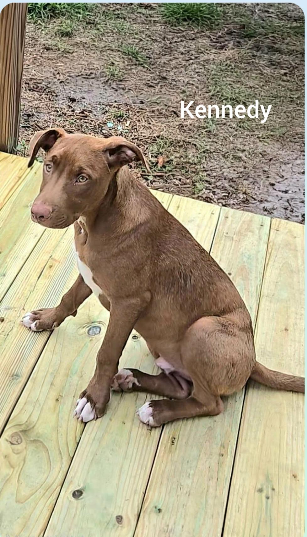 Enlarge Kennedy ( President litter) Orlando Fl , a Adoptable mixed breed in Orlando, FL image 5/5