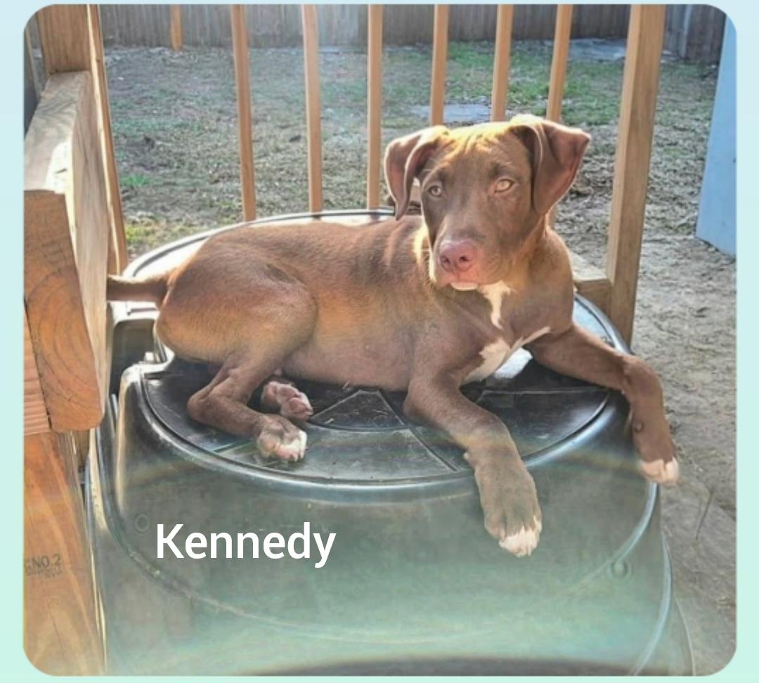 Enlarge Kennedy ( President litter) Orlando Fl , a Adoptable mixed breed in Orlando, FL image 1/5