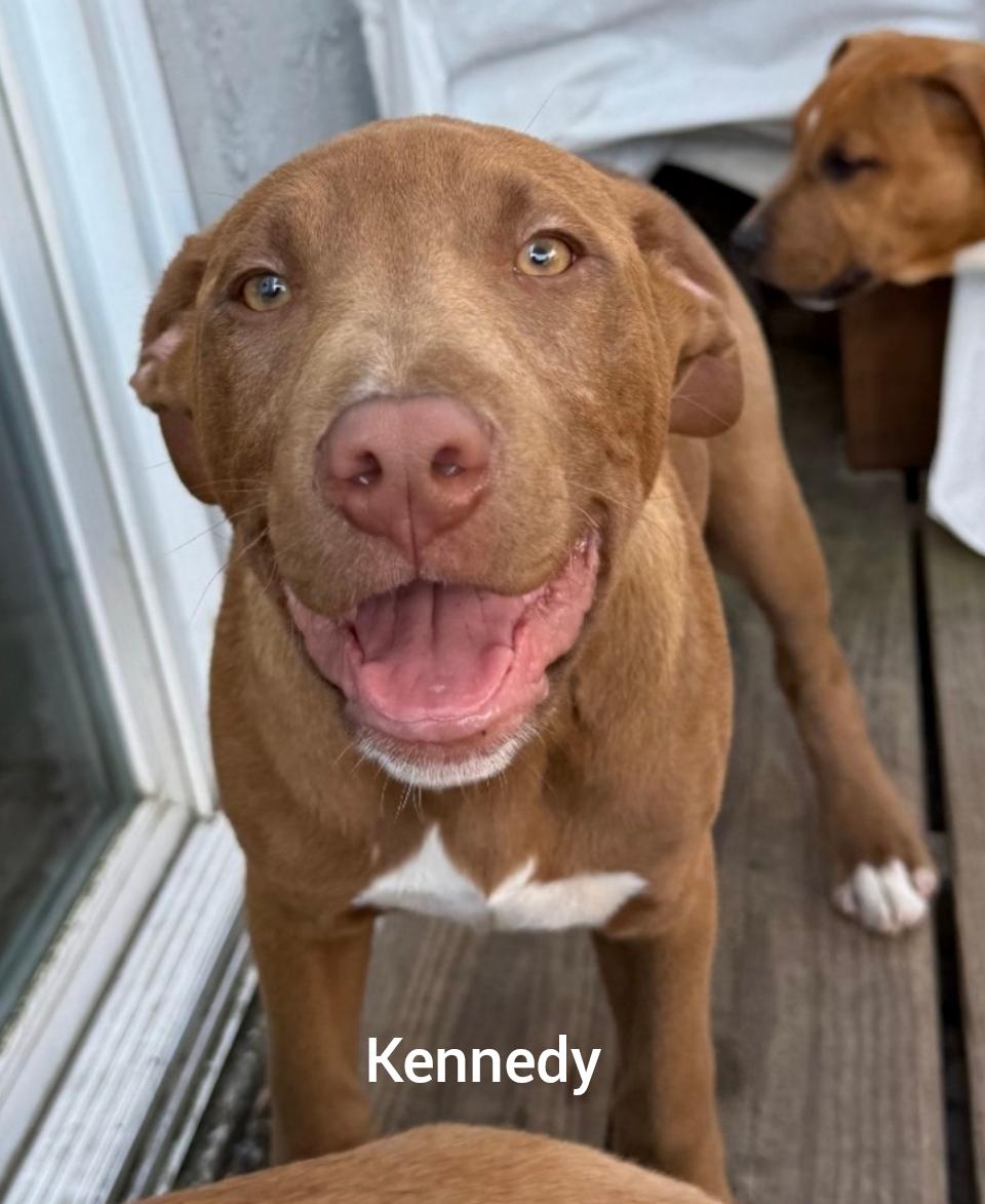 Kennedy ( President litter) Orlando Fl , Adoptable, Puppy Male Labrador Retriever & Bulldog.