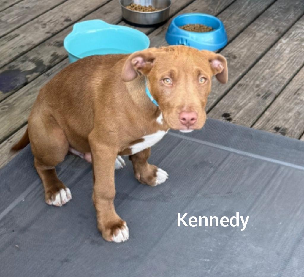 Enlarge Kennedy ( President litter) Orlando Fl , a Adoptable mixed breed in Orlando, FL image 3/3
