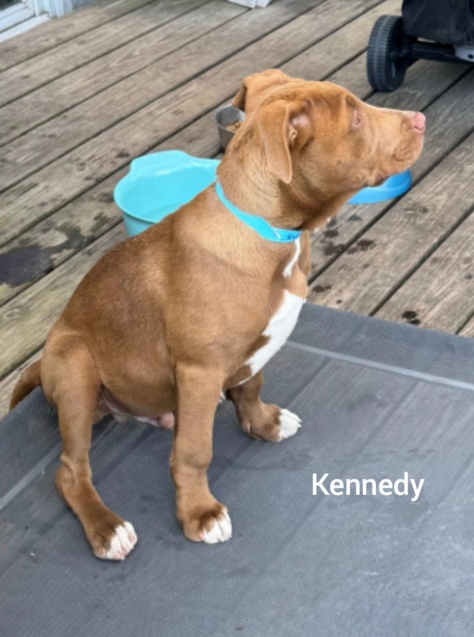Enlarge Kennedy ( President litter) Orlando Fl , a Adoptable mixed breed in Orlando, FL image 2/3