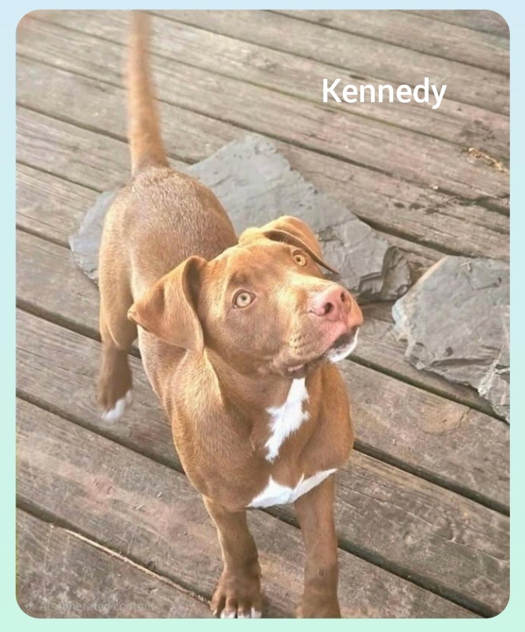 Enlarge Kennedy ( President litter) Orlando Fl , a Adoptable mixed breed in Orlando, FL image 3/5