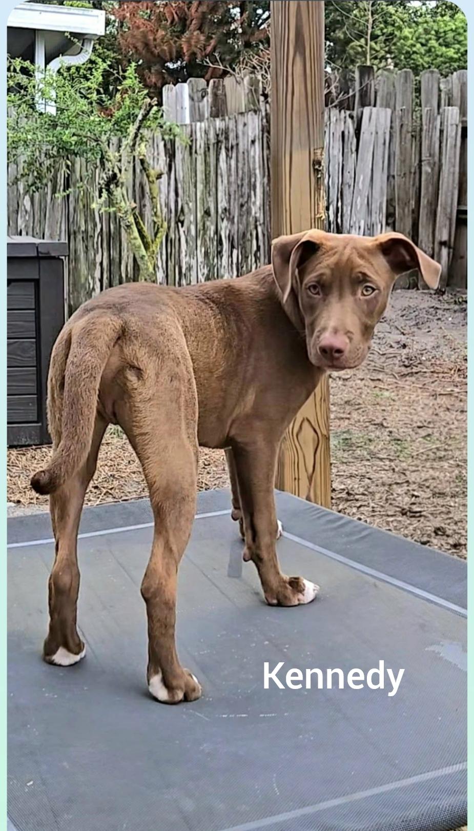 Enlarge Kennedy ( President litter) Orlando Fl , a Adoptable mixed breed in Orlando, FL image 4/5