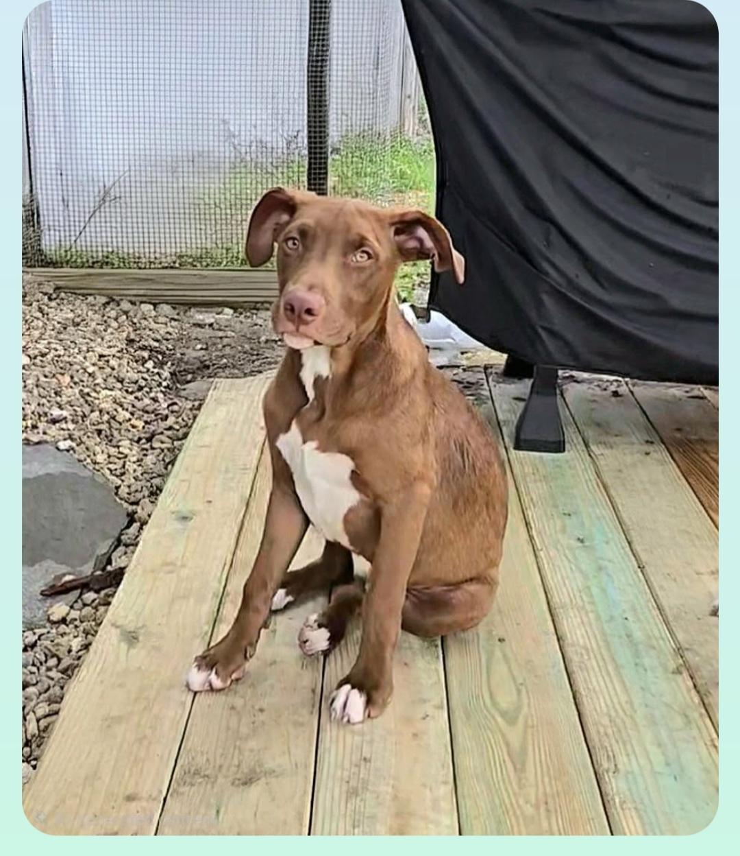 Enlarge Kennedy ( President litter) Orlando Fl , a Adoptable mixed breed in Orlando, FL image 2/5