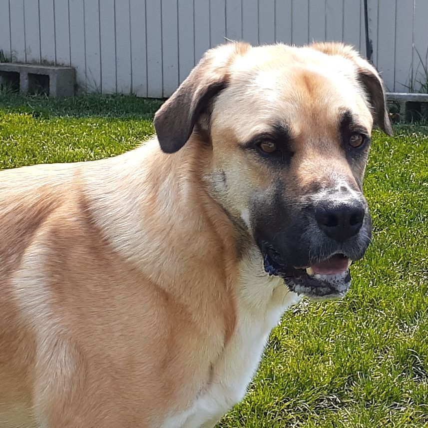 Enlarge Buck, a Adoptable mixed breed in Sequim, WA image 1/16