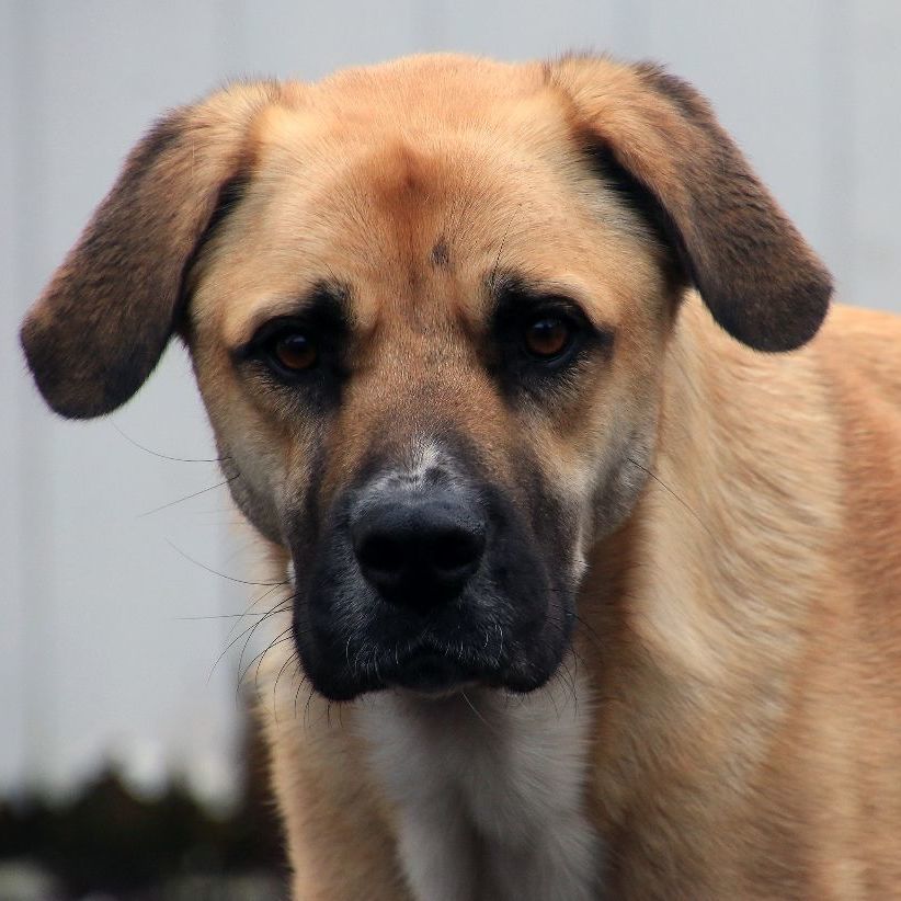 Enlarge Buck, a Adoptable mixed breed in Sequim, WA image 2/16