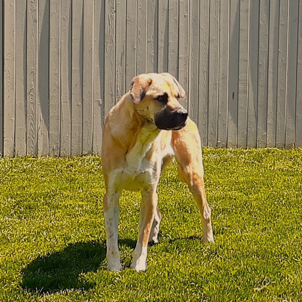 Enlarge Buck, a Adoptable mixed breed in Sequim, WA image 4/16