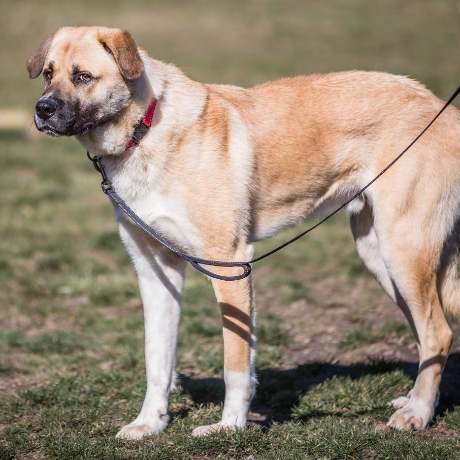 Enlarge Buck, a Adoptable mixed breed in Sequim, WA image 5/16