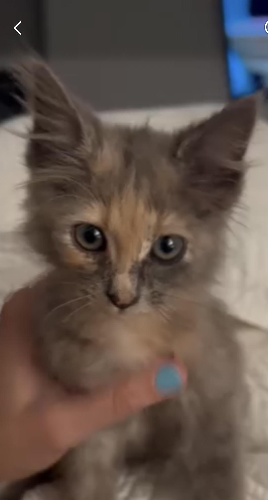 Winnie, Adoptable, Kitten Female Domestic Short Hair.