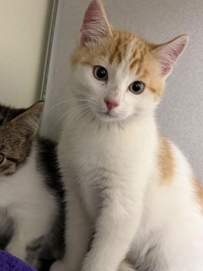 Everest, Adoptable, Kitten Male Domestic Short Hair & Domestic Short Hair.