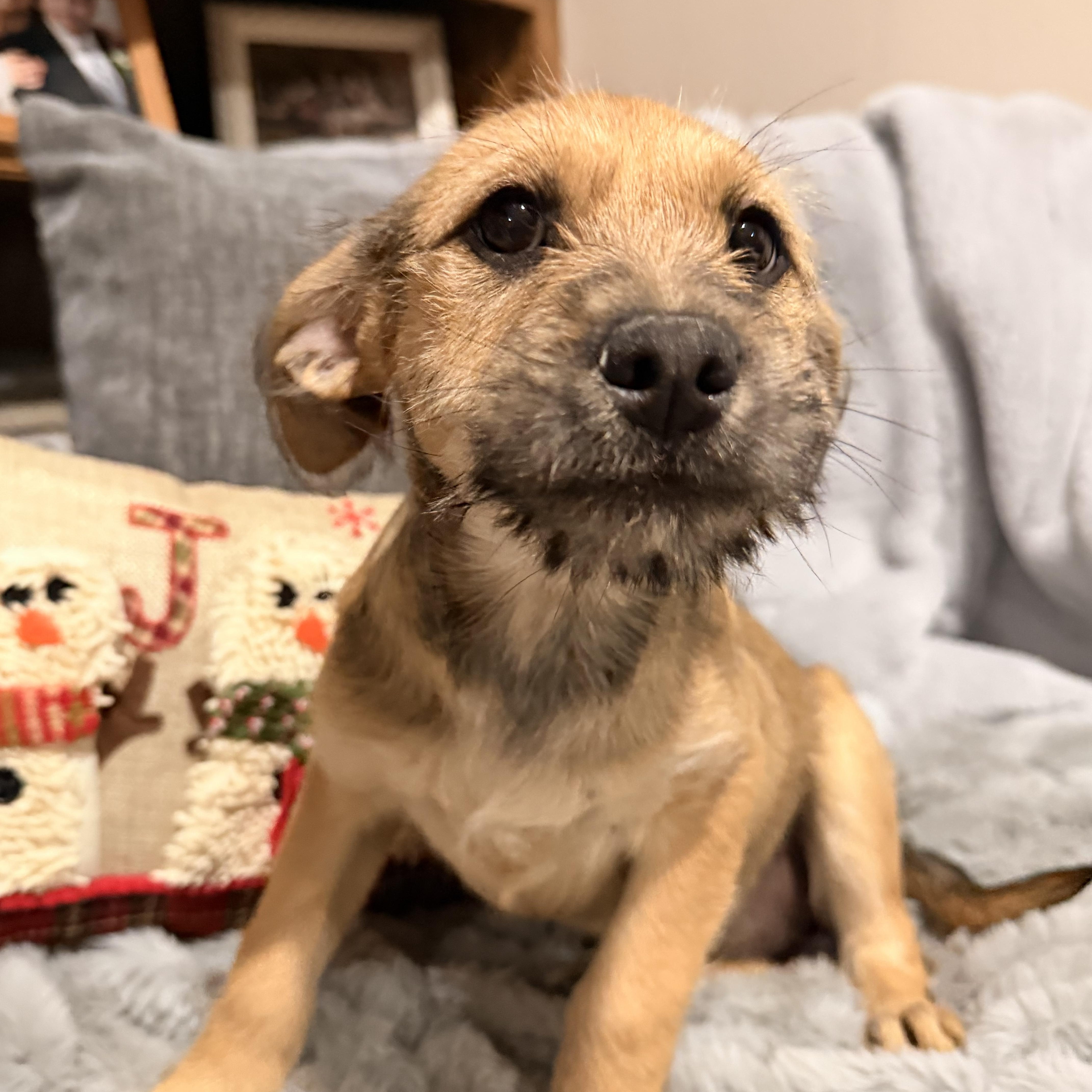 Enlarge Bellamee, a Adoptable mixed breed in North Freedom, WI image 2/4