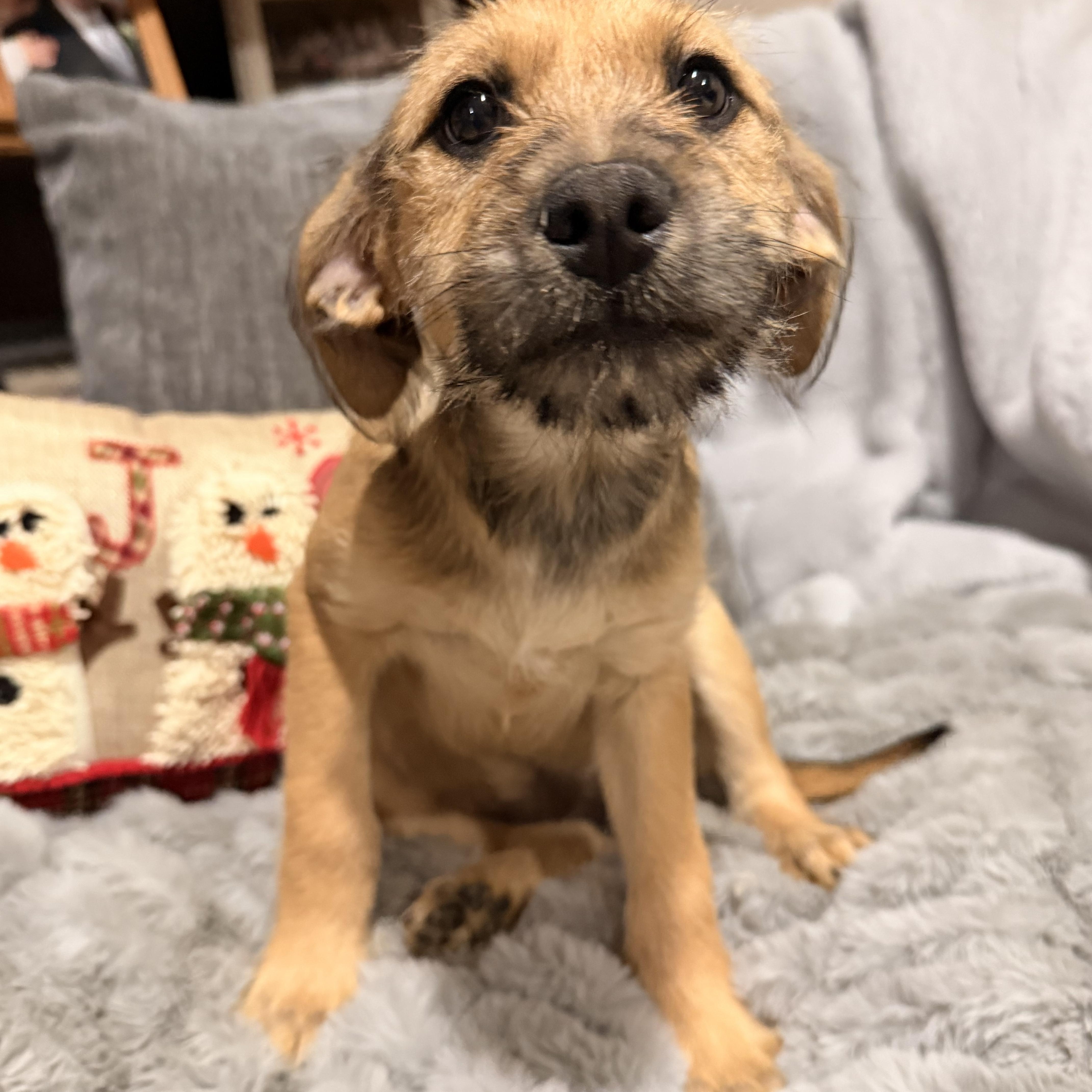 Bellamee, Adoptable, Puppy Female Miniature Dachshund & Miniature Schnauzer.