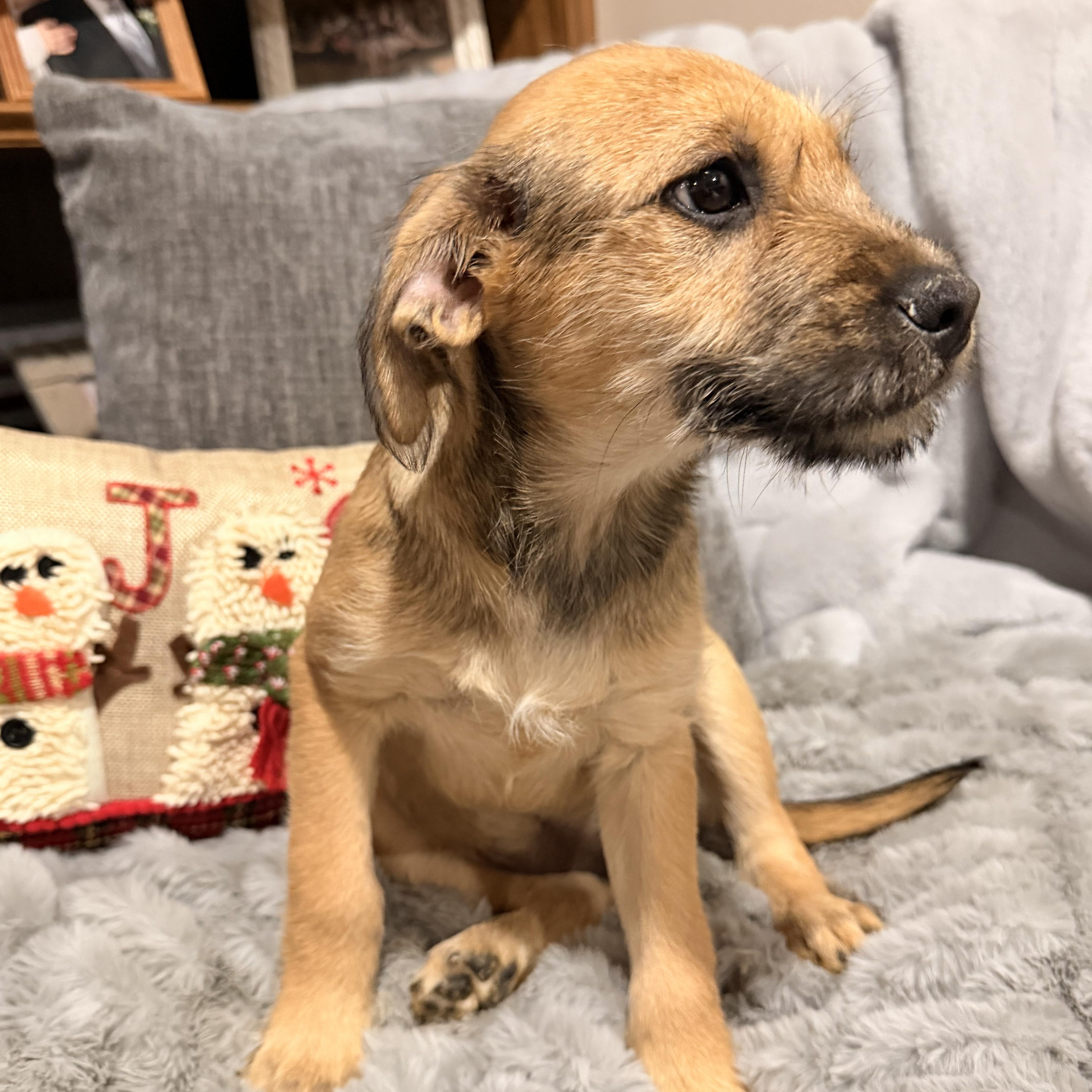 Enlarge Bellamee, a Adoptable mixed breed in North Freedom, WI image 3/4