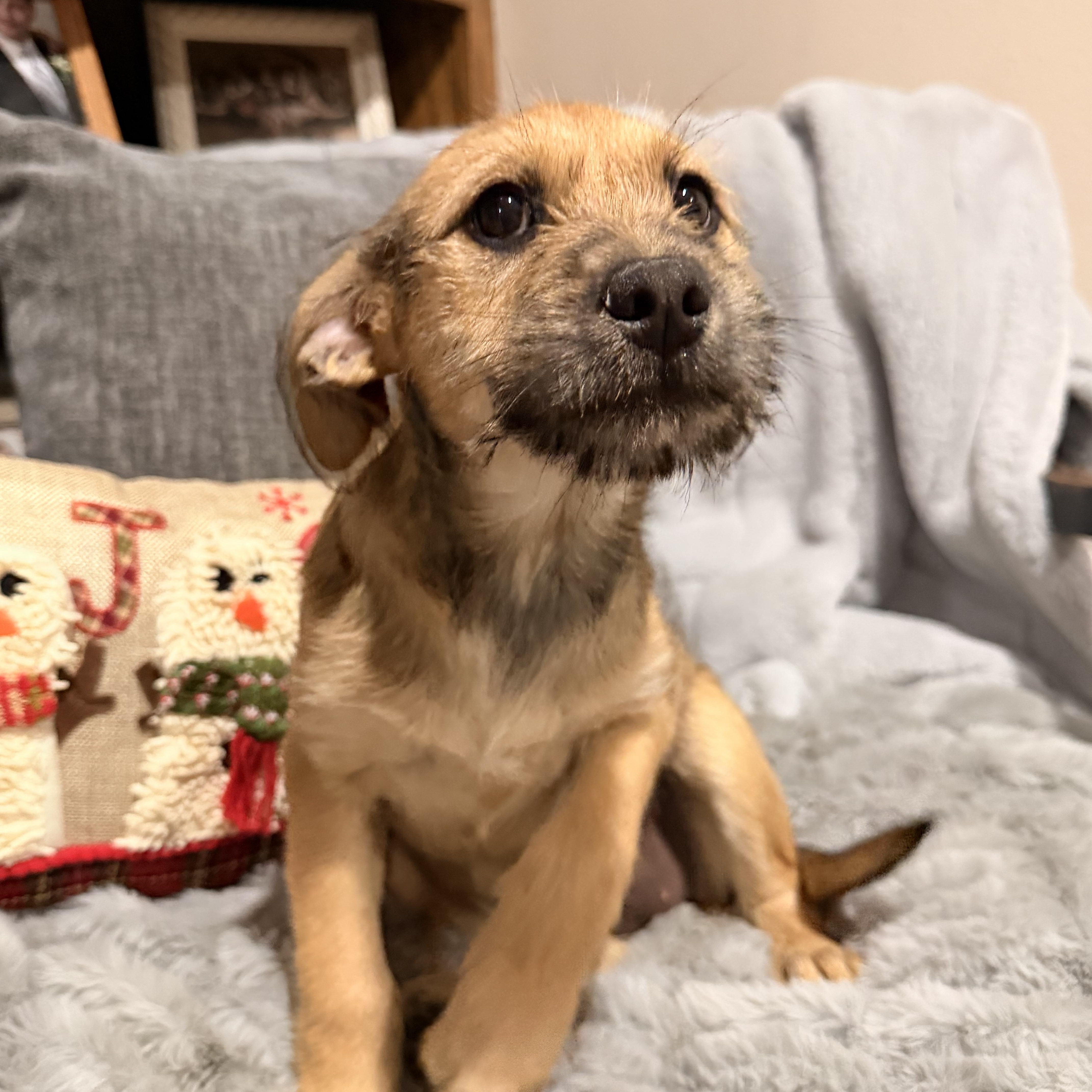 Enlarge Bellamee, a Adoptable mixed breed in North Freedom, WI image 4/4