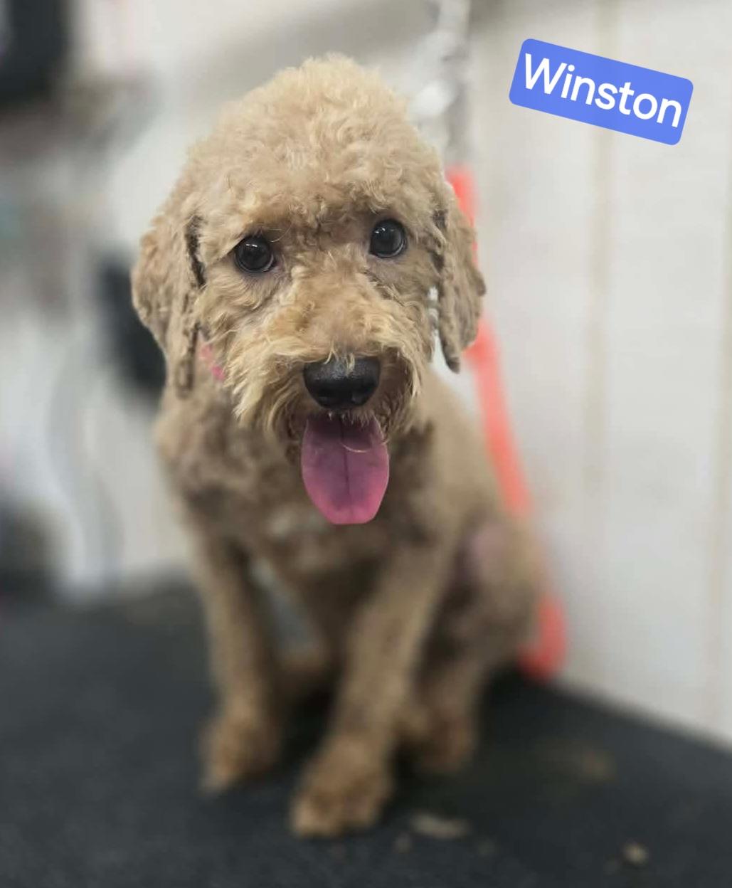 Winston, Adoptable, Young Male Cavapoo.