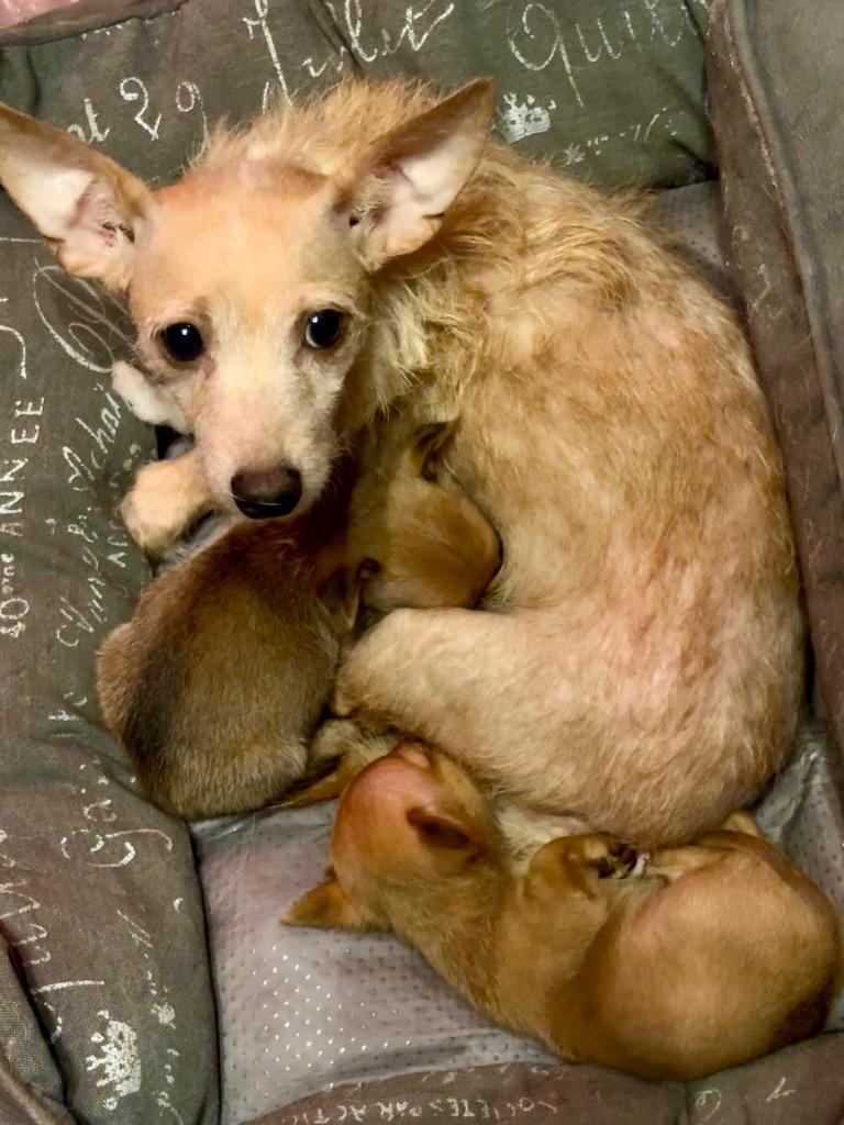 Elyse, Adoptable, Adult Female Chihuahua & Poodle.