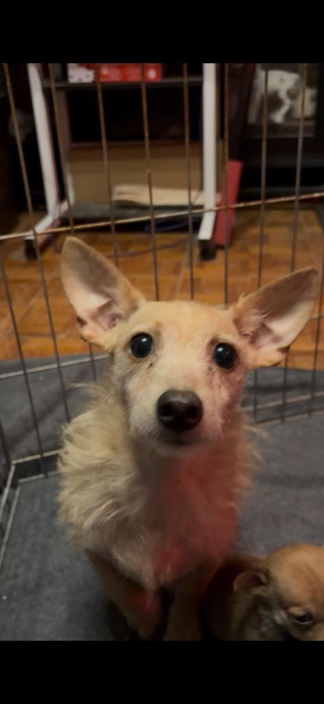 Enlarge Elyse, a Adoptable mixed breed in Reno, NV image 2/3