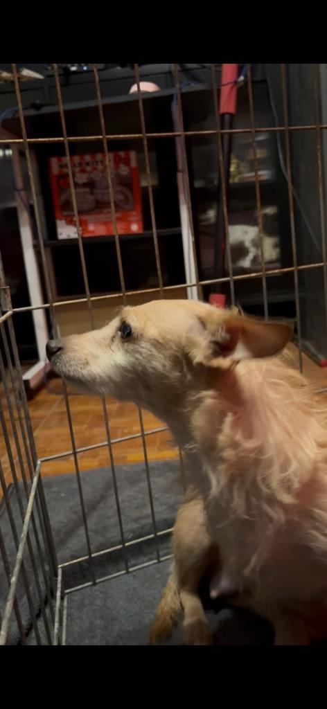 Enlarge Elyse, a Adoptable mixed breed in Reno, NV image 3/3