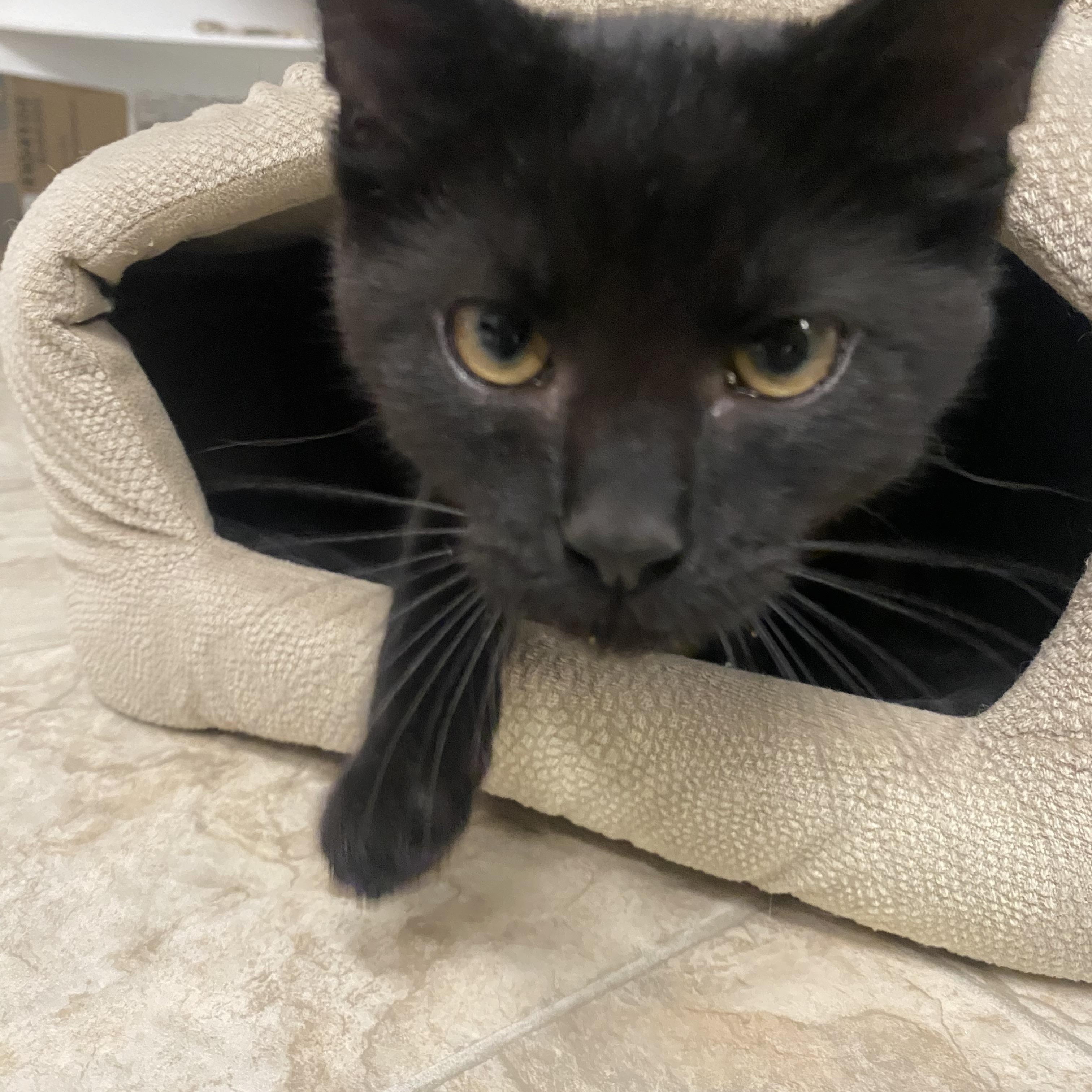 Enlarge Chex, a Adoptable Domestic Short Hair in Belleville, MI image 3/3