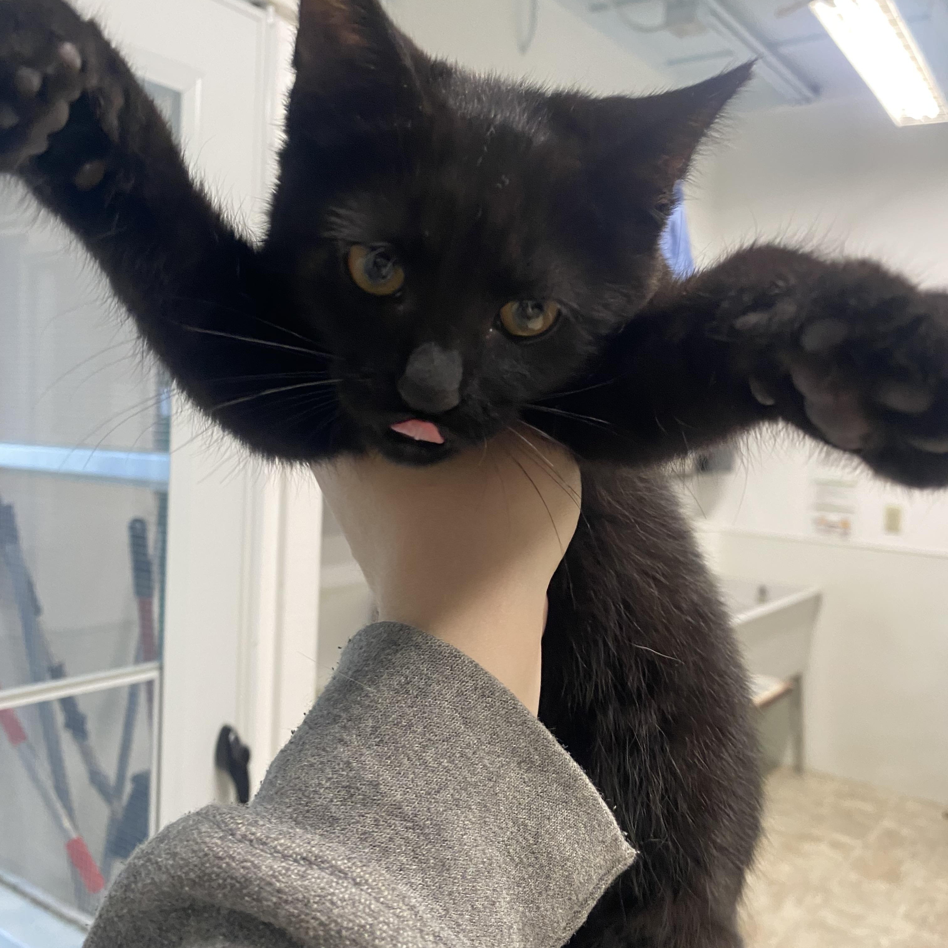 Enlarge Chex, a Adoptable Domestic Short Hair in Belleville, MI image 2/3
