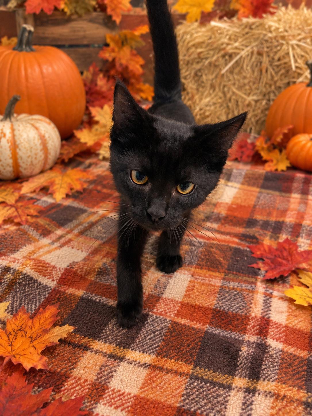 Enlarge Chex, a Adoptable Domestic Short Hair in Belleville, MI image 1/3