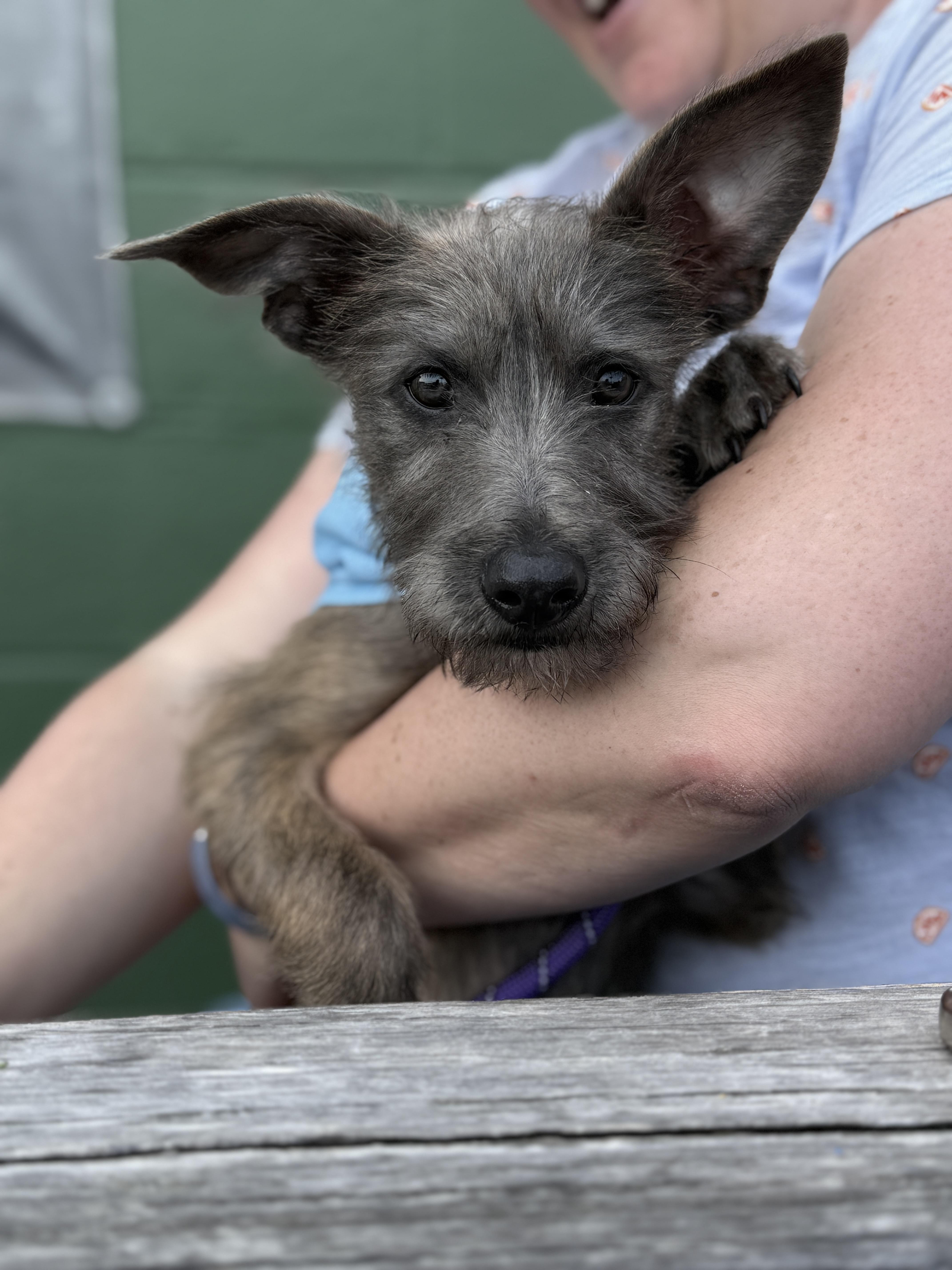 Enlarge Lacey (3 Ladies and a Lad), a ADOPTABLE mixed breed in Redwood City, CA image 4/6
